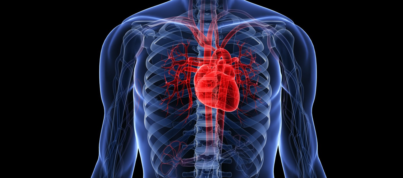 Adult Human Heart 64